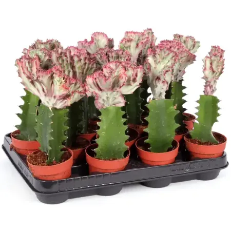 Эуфорбия Лактея кристата ø9 h10 см