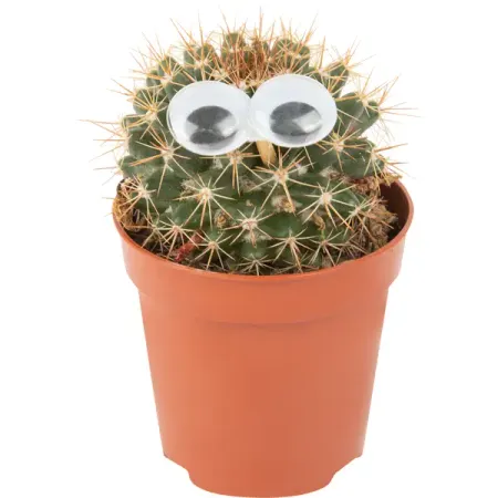 Кактус микс с глазами ø5 h10 см