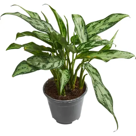 Аглаонема микс ø14 h30 см