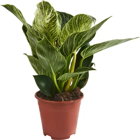 Филодендрон Биркин ø12 h20 см василий николаевич биркин корниловский поход повести минувших лет