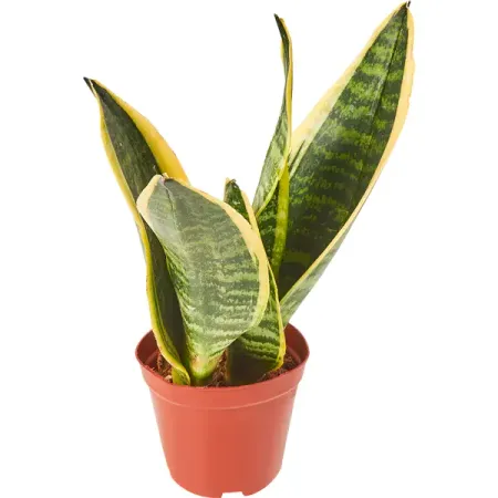 Сансевиерия Лауренти ø12 h30 см