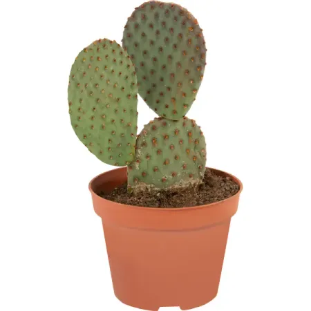 Кактус Канарский микс ø10 h10 см