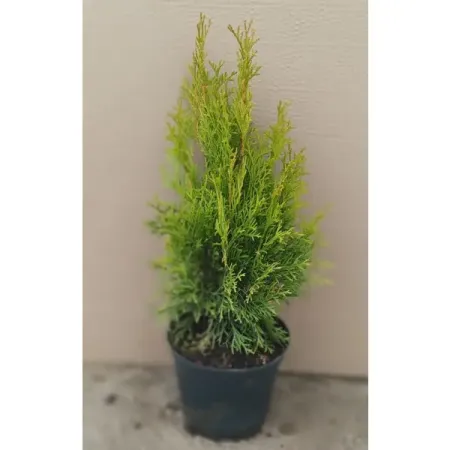 Туя западная Смарагд ø19 см h40-60 см искусственные сосновые шишки 6 10 шт