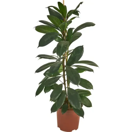 Фикус Сиатистипула ø21 h105 см джордж оруэлл 1984 скотный двор да здравствует фикус