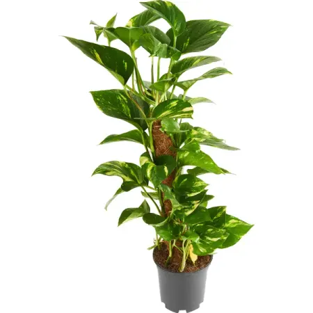 Эпипремнум Моссток ø15 h50 см коктейль oakheart ориджинал спайсд голд россия 0 7 л кола 2х0 33 л