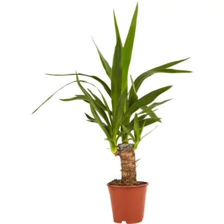 Юкка ø11 h45 см