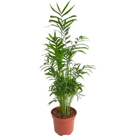 Пальма микс мини ø12 h45 см михаил афанасьевич булгаков мне нужно видеть свет дневники письма документы