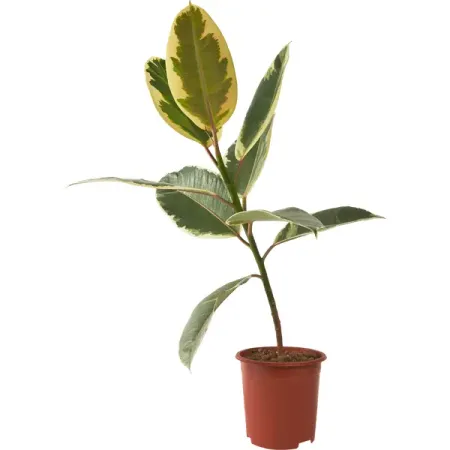 Фикус Эластика микс ø17 h55 см