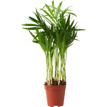 Хамедорея Элеганс ø5 h15 см