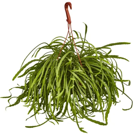 Лепизиум Боливианум ø17 h40 см мультивитамины и минералы со вкусом тропических фруктов orihiro орихиро таблетки 0 5г 120шт