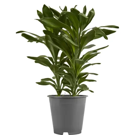 Кордилина ø19 h50-60 см