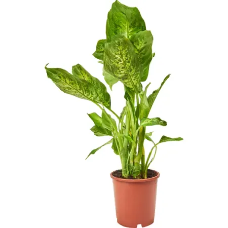 Диффенбахия микс ø12 h30-40 см