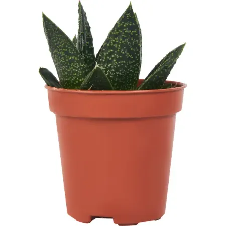 Гастерия Минор ø5 h5-10 см