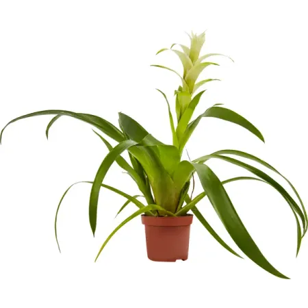 Бромелия микс ø9 h20-40 см стразы самоклеящиеся капельки розовый микс