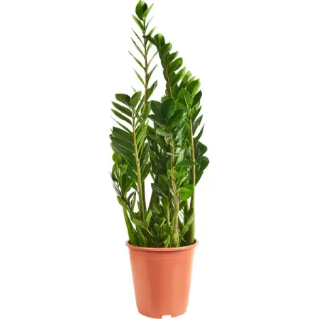 Замиокулкас Замиифолия ø27 h90-110 см инна шульженко вечность во временное пользование