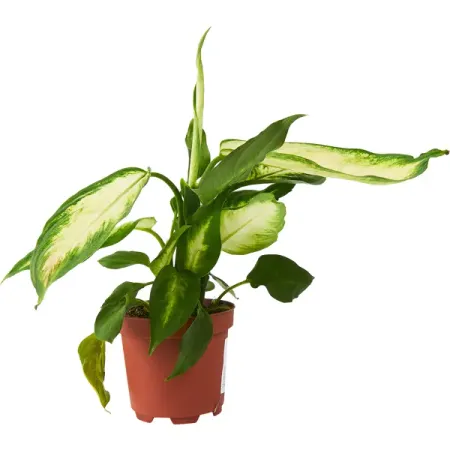 Диффенбахия Камилла ø9 h20 см