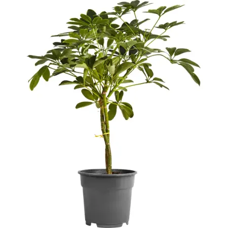 Полисциас Шеффлера Бранч микс ø17 h60 см