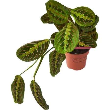 Маранта Триколор ø12 h25 см анна александровна кувайкова в ловушке сна маранта