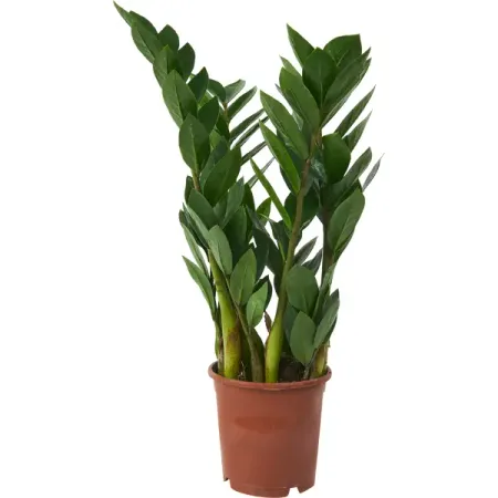 Замиокулкас Ланцетовидный ø12 h30-50 см инна шульженко вечность во временное пользование