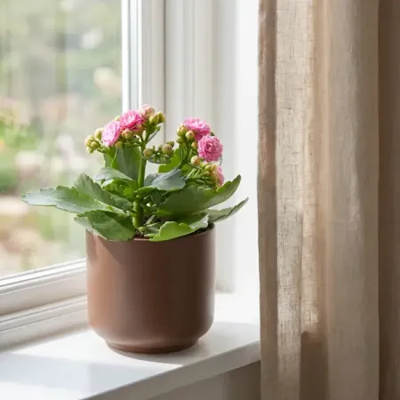 Каланхое Каландива мини ø7 h10-15 см силиконовые формы для эпоксидной смолы шнауцер розового а