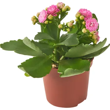 Каланхое Каландива мини ø7 h10-15 см