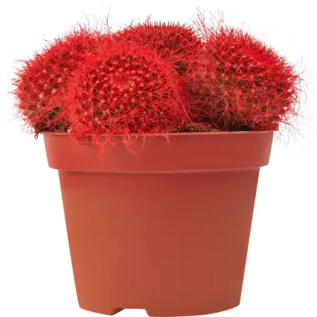 Растение в ассортименте микс цветной ø10 h10-15 см