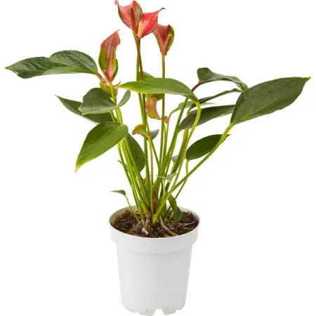 Антуриум Андреанум ø10 h30-40 см