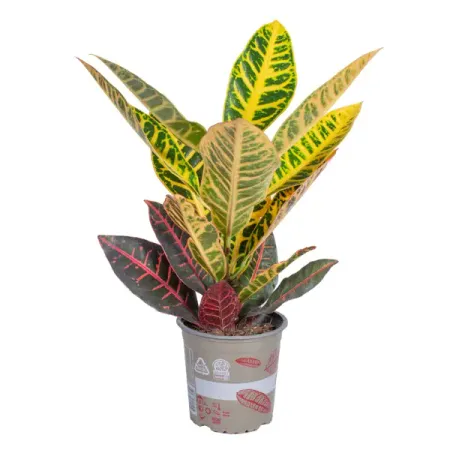 Кротон микс ø12 h35 см андрей владимирович гребенюк россия восхождение от княгини ольги до петра великого