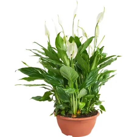 Спатифиллум ø17 h35 см