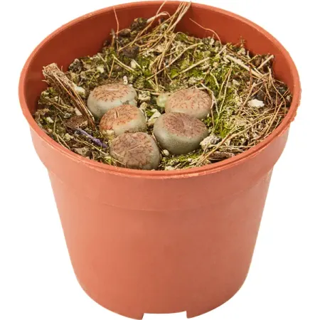 Литопс ø5 h10 см вера фёдоровна панова серёжа несколько историй из жизни очень маленького мальчика