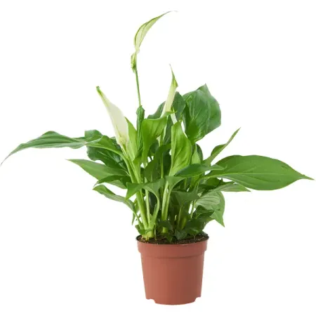 Спатифиллум Кватро ø9 h30 см