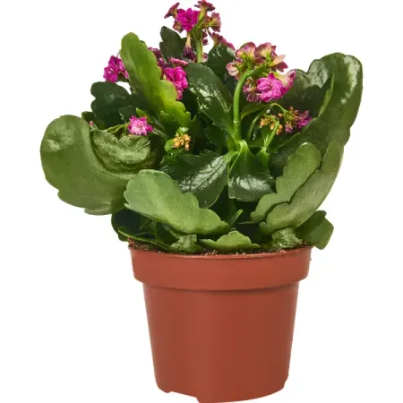 Каланхое Каландива микс ø12 h20-27 см