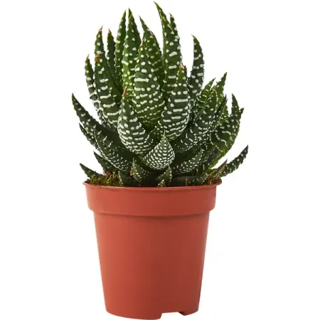 Хаворция микс ø5 h8 см