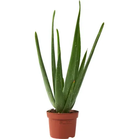 Алоэ Вера ø9 h25-35 см