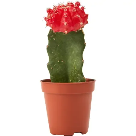 Гимнокалициум Японский ø5 h10-15 см сыщикова александра николаевна японский язык для начинающих