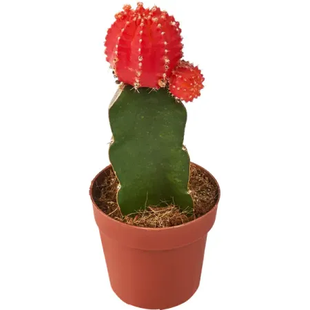 Кактус Гимнокалициум микс ø8 h20 см