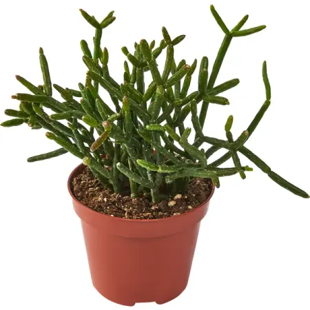 Рипсалис микс ø8 h15 см