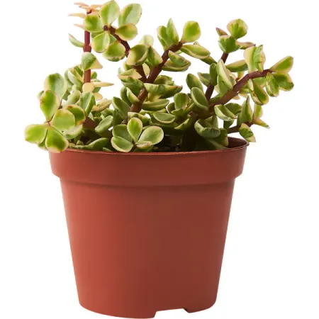 Крассула микс ø8 h15 см