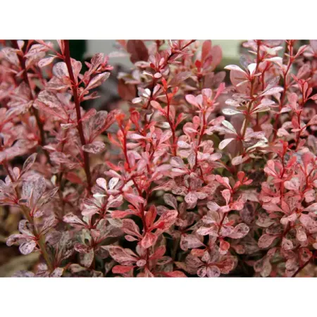 Барбарис Тунберга Харлеквин ø17 h30 см