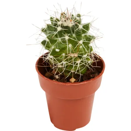 Кактус ø3.5 h5 см владимир васильевич дорошков уголовное правосудие в условиях метамодерна и умеренного консерватизма монография