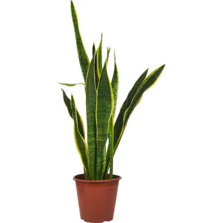 Сансевиерия Трехполосная ø19 h70 см
