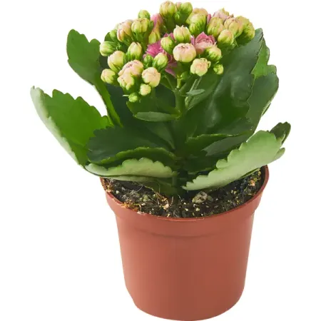 Каланхое одноцветное Блосфелдиана ø7 h15 см