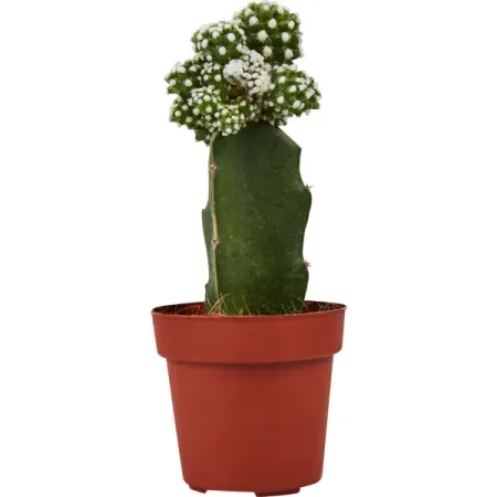 Гимнокалициум Япония микс ø8.5 h20 см