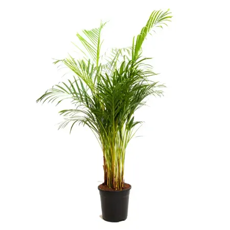 Арека Пальма ø17 h50 см