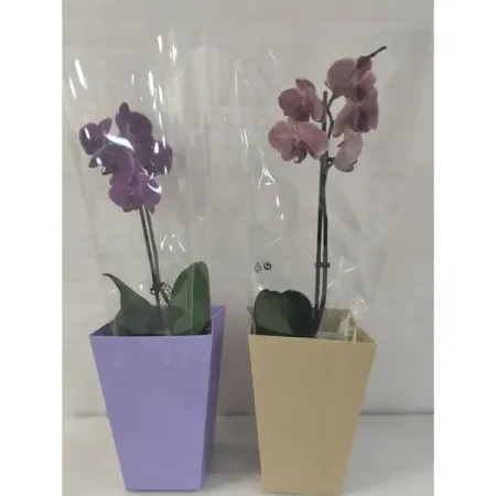 Орхидея Фаленопсис ø12 h40 см образцы бабочек 10 шт