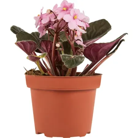 Фиалка Иннова Спектра ø12 h20 см