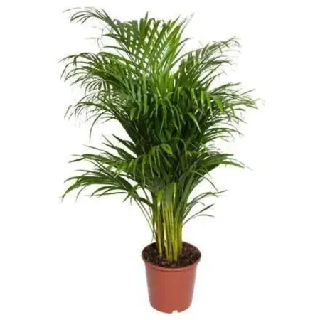 Хризалидокарпус Лутесценс ø24 h140 см восковый шнур с листьями 5 метров