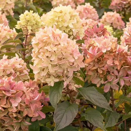 Гортензия метельчатая Скайфолл ø18 h60 см