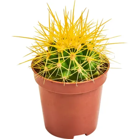 Эхинокактус Грузона цветной ø5 h10 см