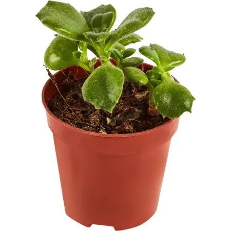 Котиледон Леди Смит ø5 h10 см